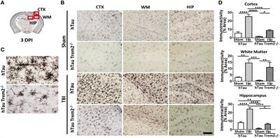 Triggering receptor expressed on myeloid cells 2 deficiency exacerbates injury-induced inflammation in a mouse model of tauopathy